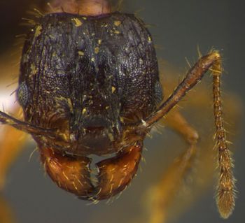 Media type: image;   Entomology 34370 Aspect: head frontal view